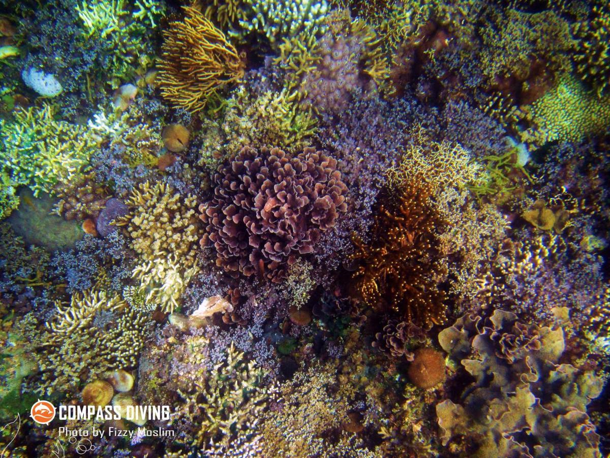 Compass Diving Resort Beloi 外观 照片