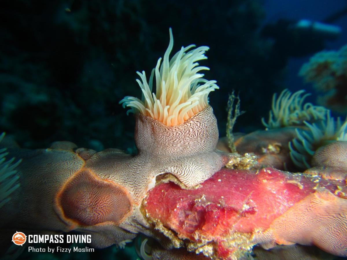 Compass Diving Resort Beloi 外观 照片