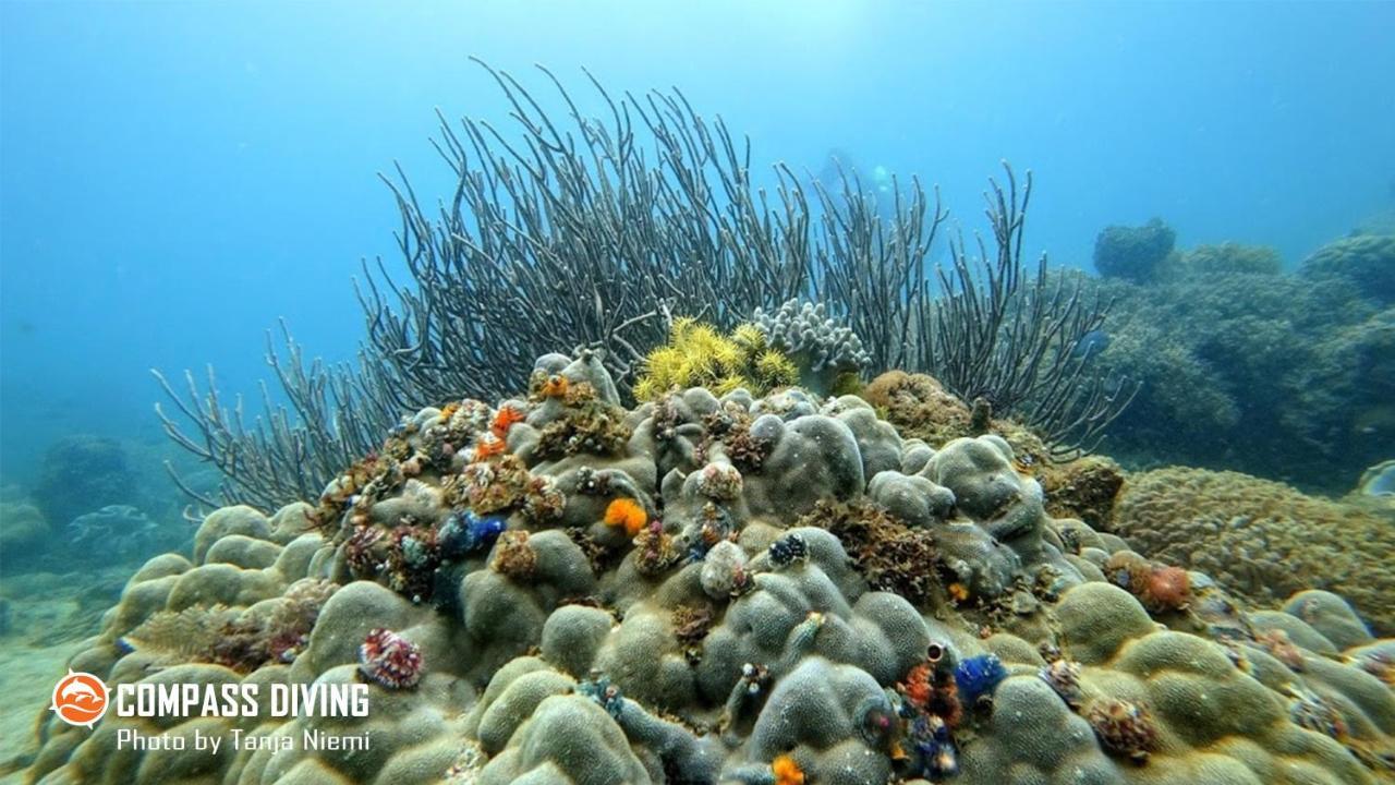 Compass Diving Resort Beloi 外观 照片