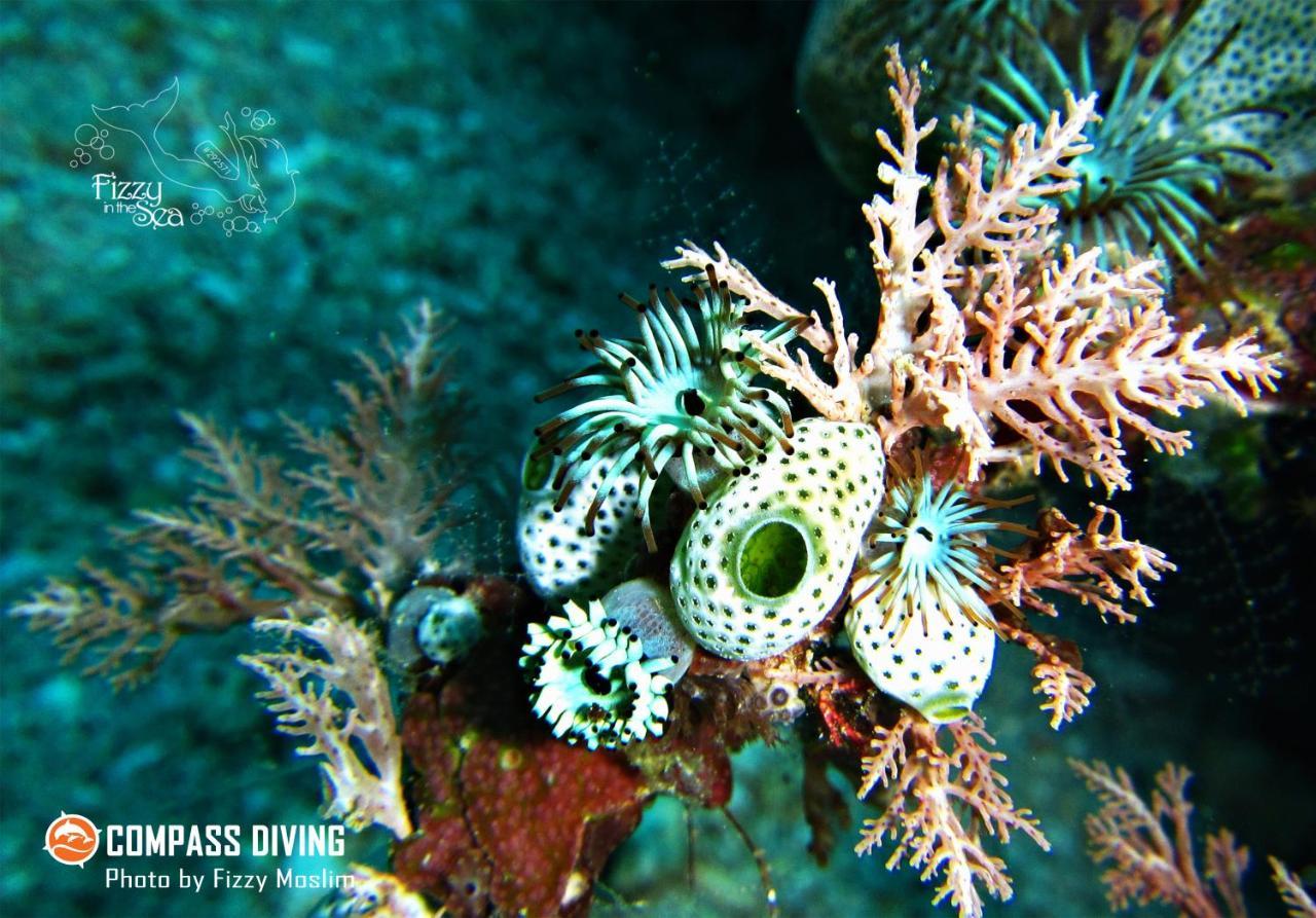 Compass Diving Resort Beloi 外观 照片